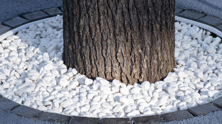 The Simplest Hack For Landscaping Around Exposed Tree Roots
