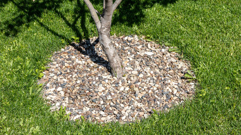 The Simplest Hack For Landscaping Around Exposed Tree Roots