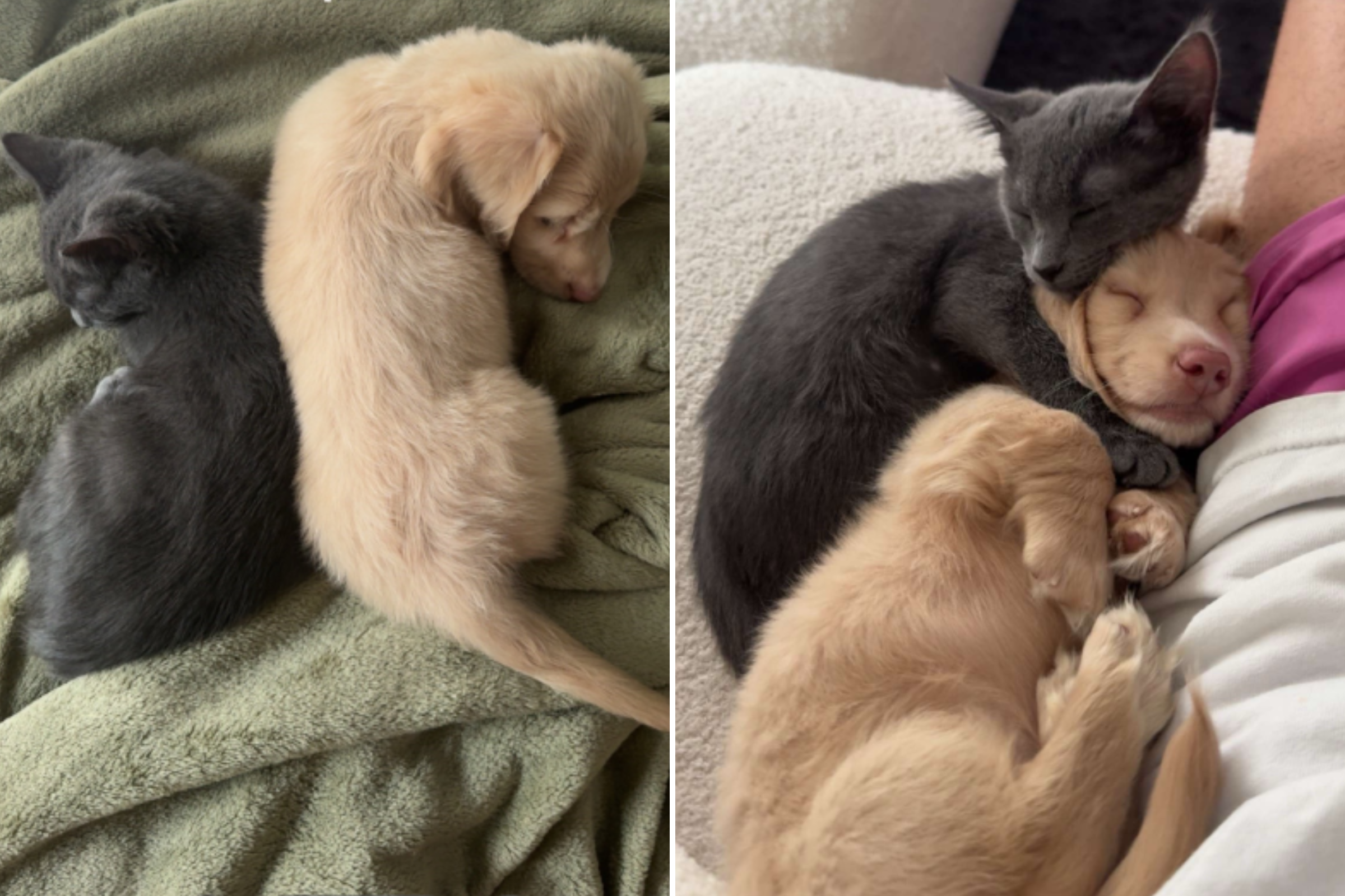 Kitten and puppy brought home a week apart, this is them now