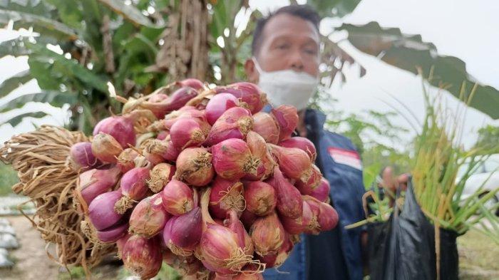 7 Manfaat Bawang Merah untuk Kesehatan, Lawan Obesitas, Kurangi PMS