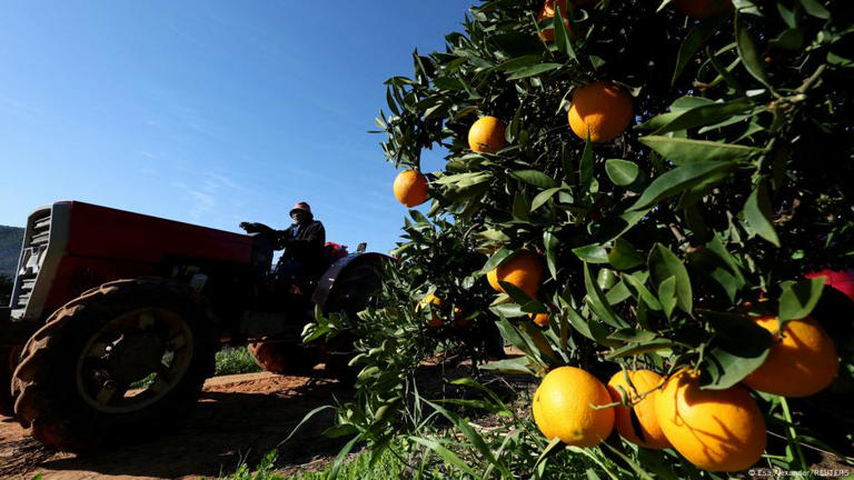 Южная Африка экспортирует цитрусовые в США, но с окончанием действия AGOA до 35 000 человек могут потерять работу из-за последующего торгового дефицита