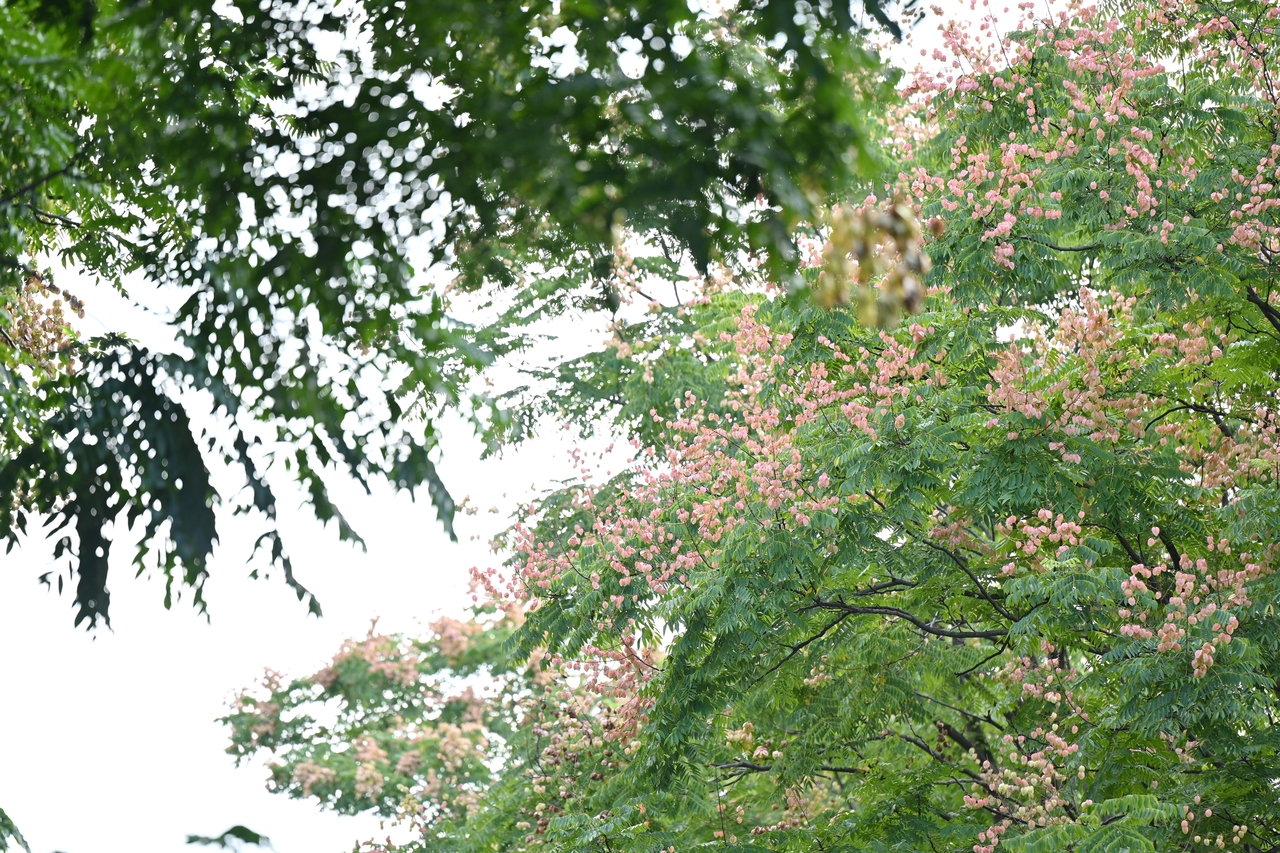 四川成都：街头栾树开花挂果“一树三色” “金黄+红色+翠绿”