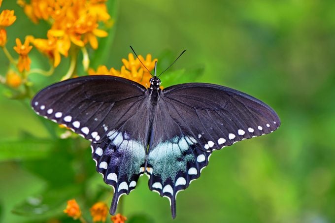 spicebush-swallowtail-butterfly-milkweed