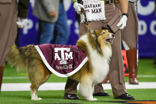 Texas A&M mourns Miss Reveille IX, beloved Rough Collie university mascot