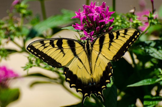 Butterflies Yellow Swallowtail & Pentas Flowers