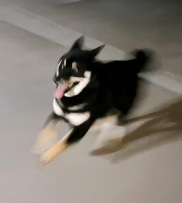 自宅の敷地内を走る「黒柴」に違和感 「何かに吸い込まれている」様子