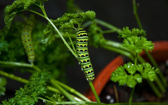 Black Swallowtail Caterpillar On Parsley