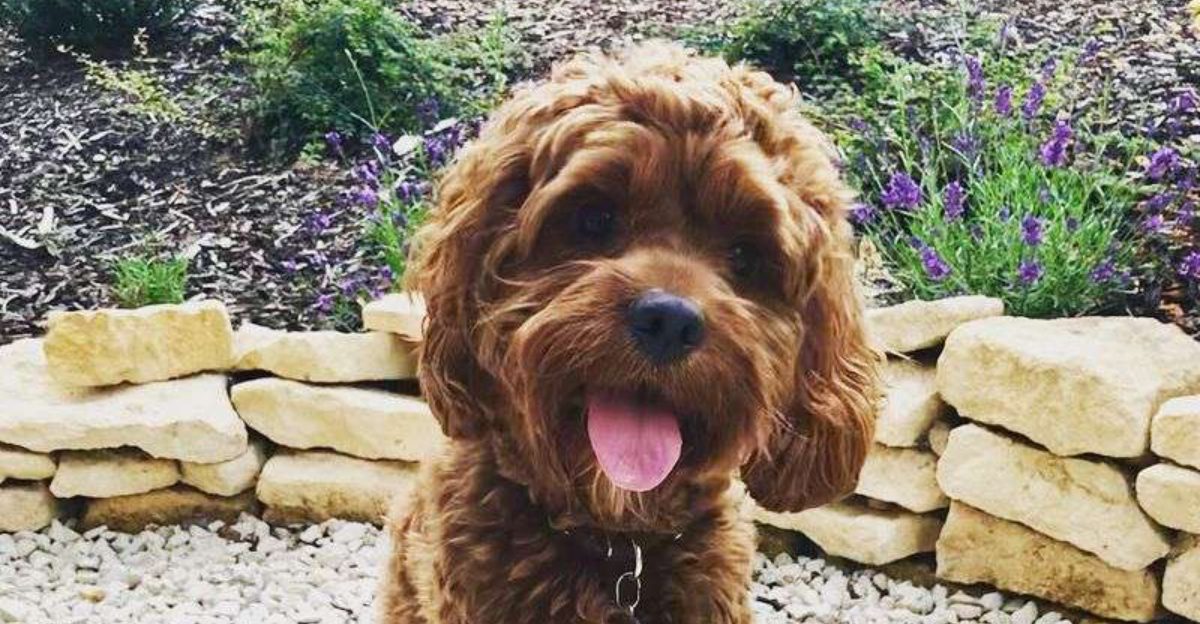 16 Popular Hybrid Dog Breeds That Win Hearts Everywhere