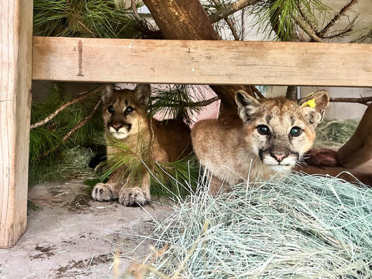 PHOTOS Pair of orphaned mountain lion cubs return to wild