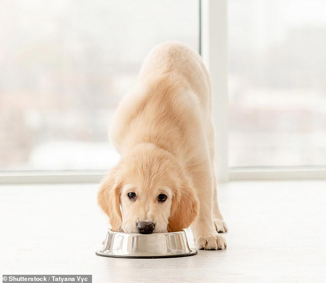 Your pet's food could pose deadly risks to everyone in your house