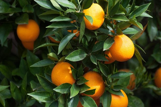 Ripe Orange Citrus Hanging From Tree In The Morning Light
