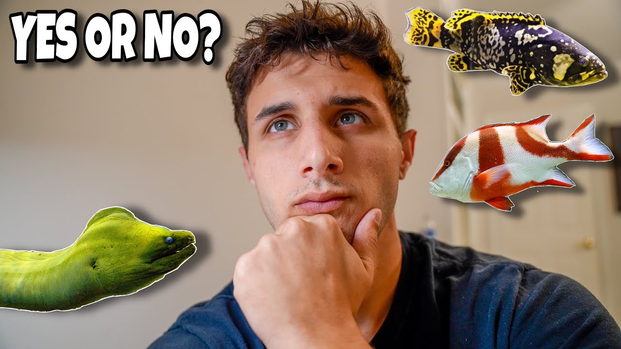 This is a hard decision about our fish!