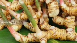 Lengkuas, Bumbu Dapur yang Jadi Obat Modern