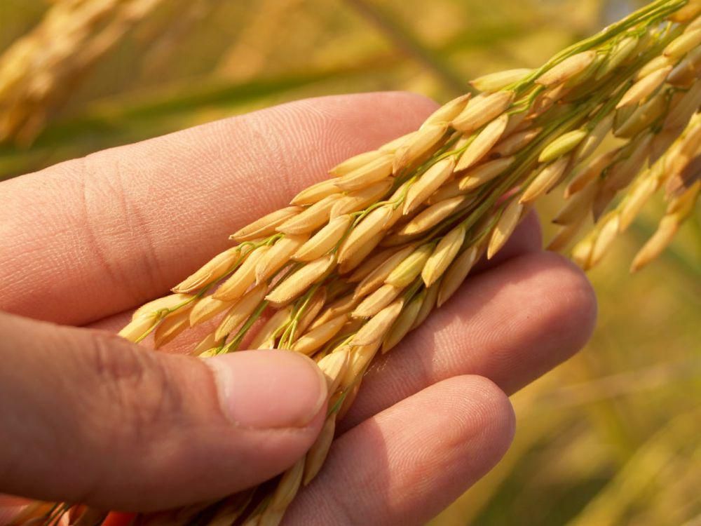 4 Alasan Harga Beras Tak Stabil di Indonesia