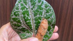 Ramuan Alami Kunyit dan Daun Sirih untuk Kesehatan Kemih