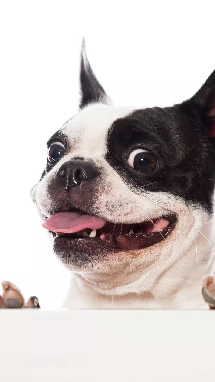 10 small dog breeds perfect for apartment living