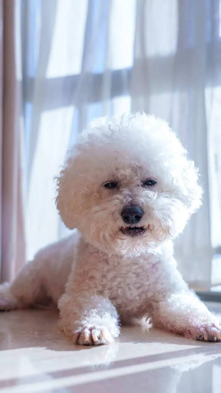 10 small dog breeds perfect for apartment living - Tiny Apartment Dogs