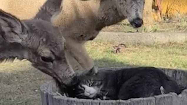 Cat and deer share adorable unlikely bond