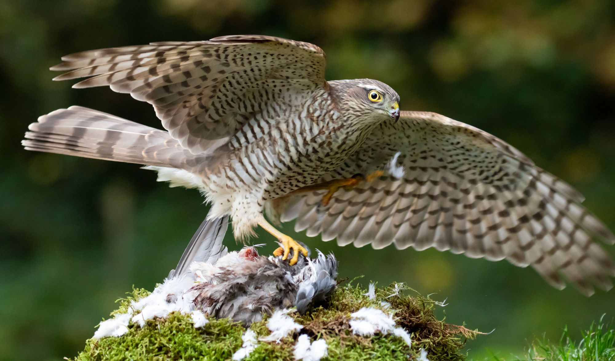 Beautiful Scottish bird of prey suffered 'harrowing death' as police ...