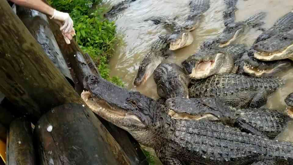 1000 alligators battle for meat