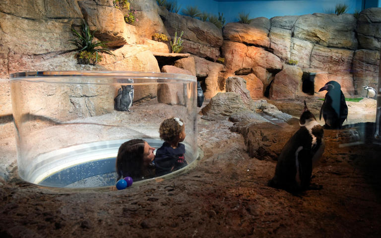 7 must-see things to do at the new Mote aquarium in Sarasota
