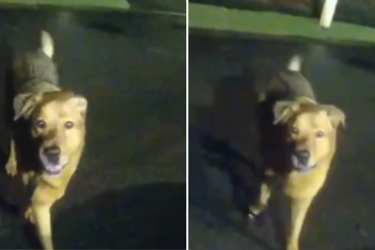 Pictures of Eeyore the dog who helped lead officers to the missing woman. (Okaloosa County Sheriff’s Office, Facebook)