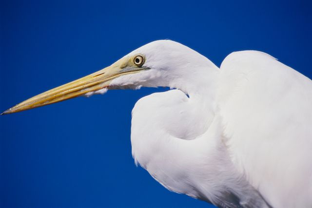 Closeup of a white bird with a long beak and blue sky background possibly an egret