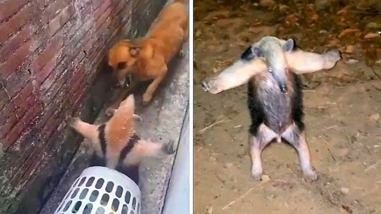 Une Martre Peut Elle Tuer Un Chien