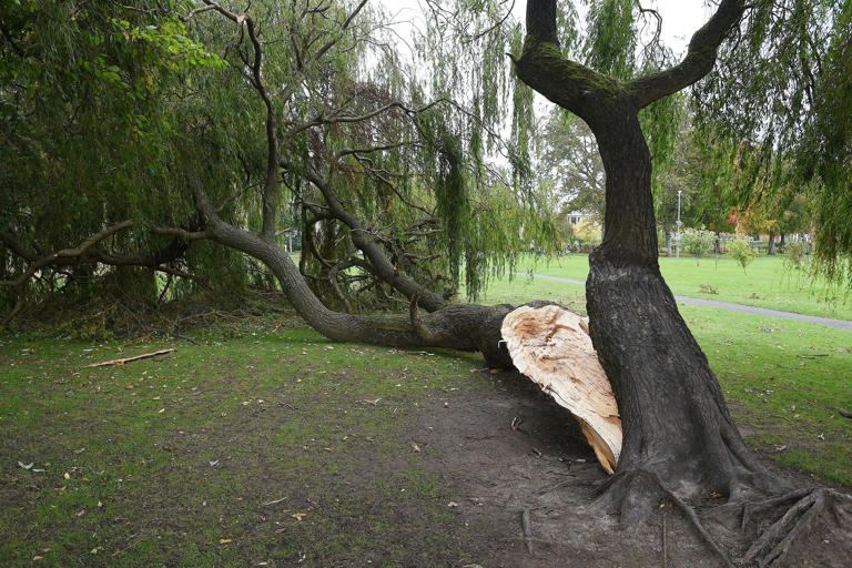 Much loved willow tree in Grangemouth park to be felled after storm damage