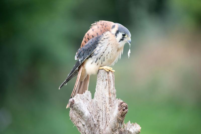 The Most Common Raptors Seen Soaring Over Canadian Skies
