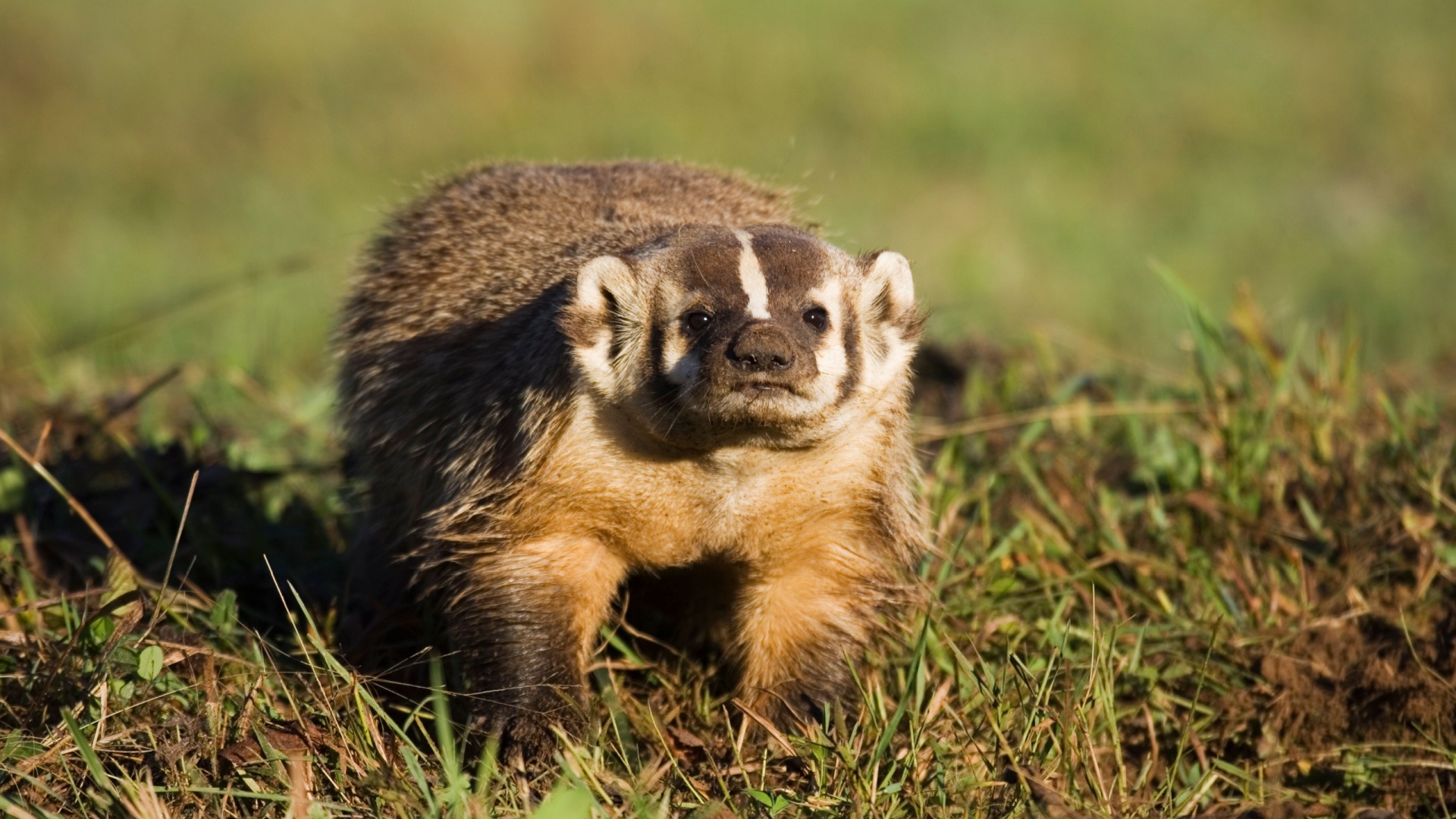 6 Rare North American Mammals You Probably Didn’t Know Existed