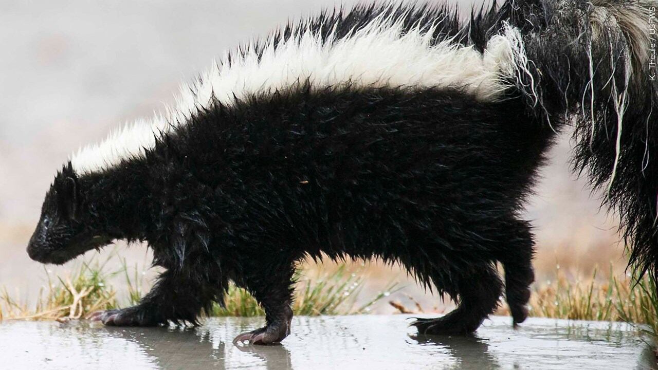 Vinton PD educates public about skunks