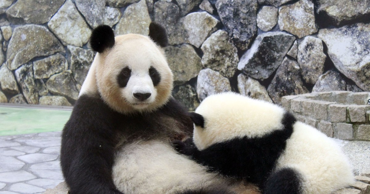 【稀少】 パンダ 中国陝西で今年7頭の赤ちゃんパンダが誕生 写真1枚 国際ニュース