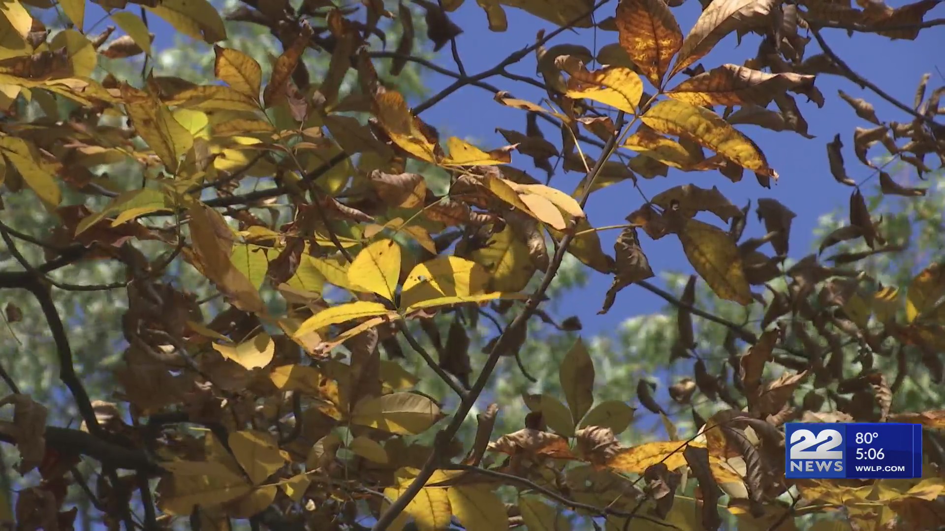 Dry weather dampens western Mass. fall foliage