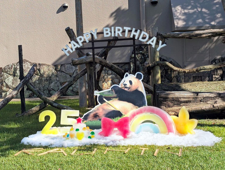 パンダ0頭”となった和歌山・アドベンチャーワールドが新たな「パンダ