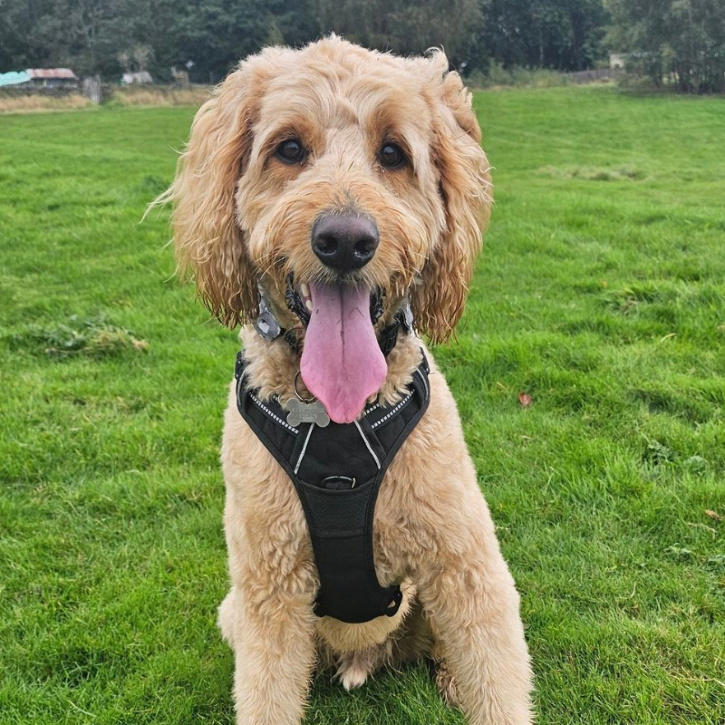 What is Tongue Out Tuesday? Here's why dog photos are winning hearts