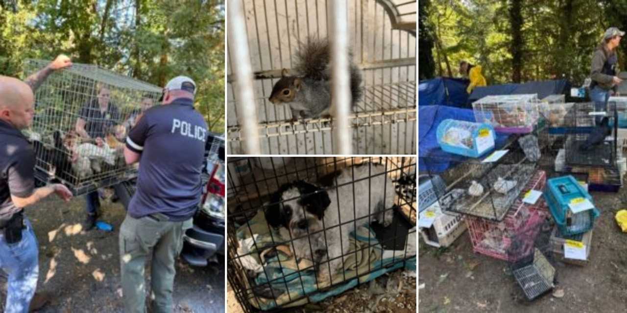 200+ Animals Rescued From Hoarding in Northport; 2 Charged