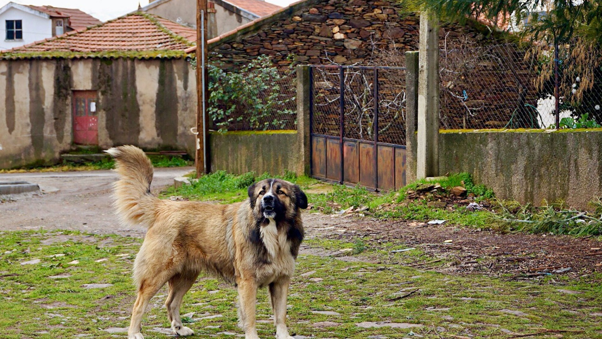 13 Dogs I Would Skip As Pets And Here’s Why