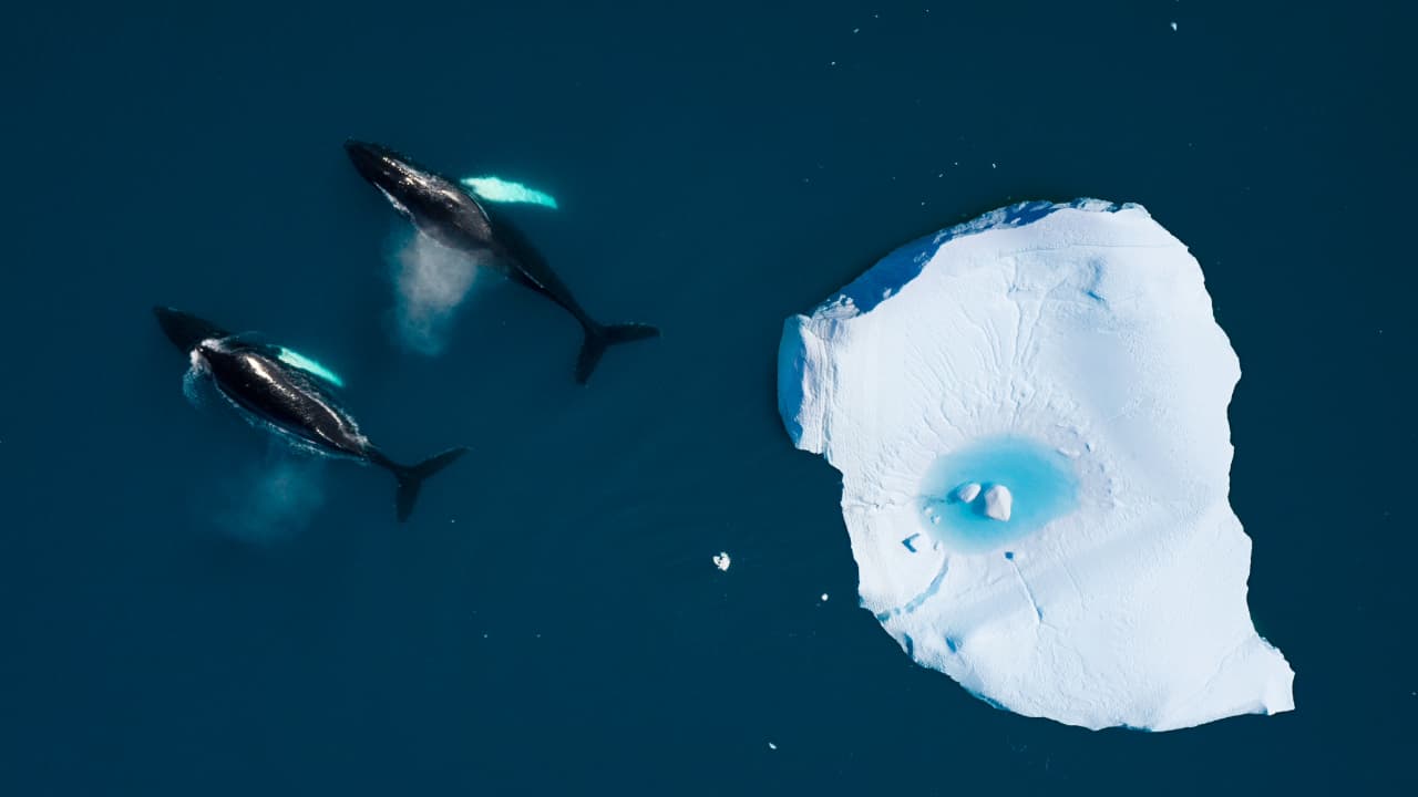 How Marine Heatwaves Are Weakening the Ocean’s Ability to Fight Climate ...