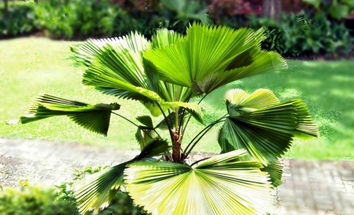 Những cây phong thủy hợp với người tuổi Mùi