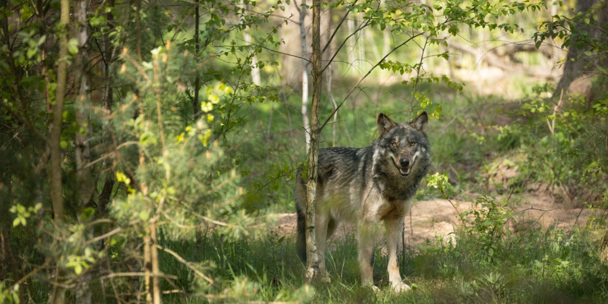 Wolf-Dog Hybrid Discovered in Greece for the First Time
