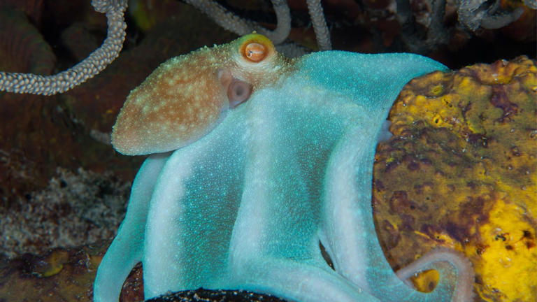 World Octopus Day 2025: Meet The Most Extraordinary Octopus Species ...