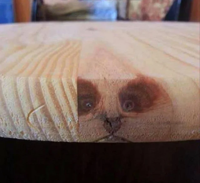 Random Things That Somehow Look Like They're Alive