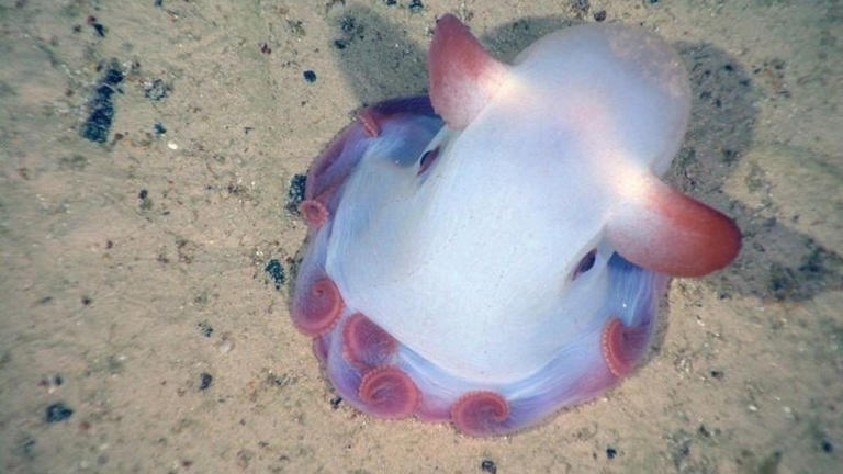 World Octopus Day 2025: Meet The Most Extraordinary Octopus Species ...