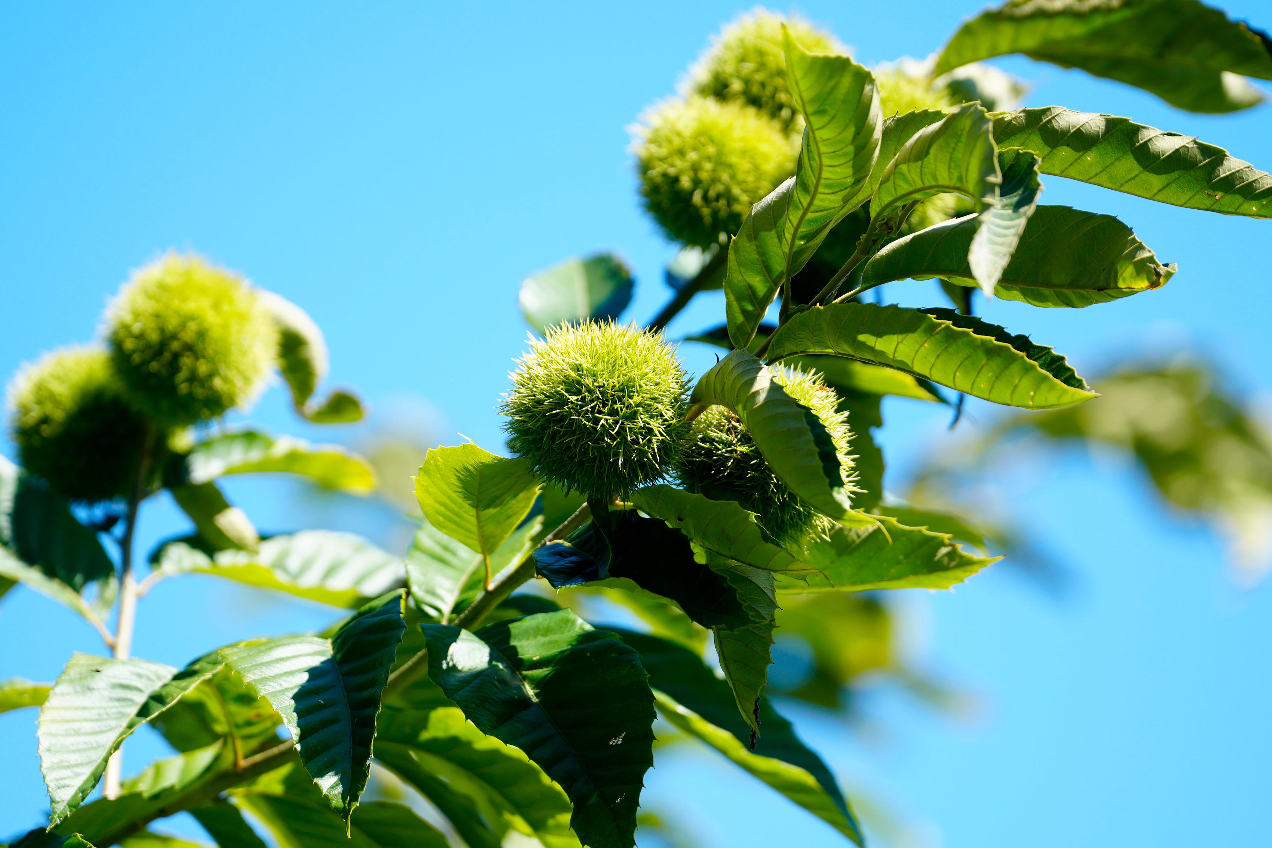 Want to help bring back the American chestnut tree to NJ? Here's how
