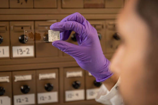 En el estudio no solo se evalúan aspectos cognitivos de los participantes, sino que también se hacen resonancias magnéticas de sus cerebros y se toman muestras de sangre.