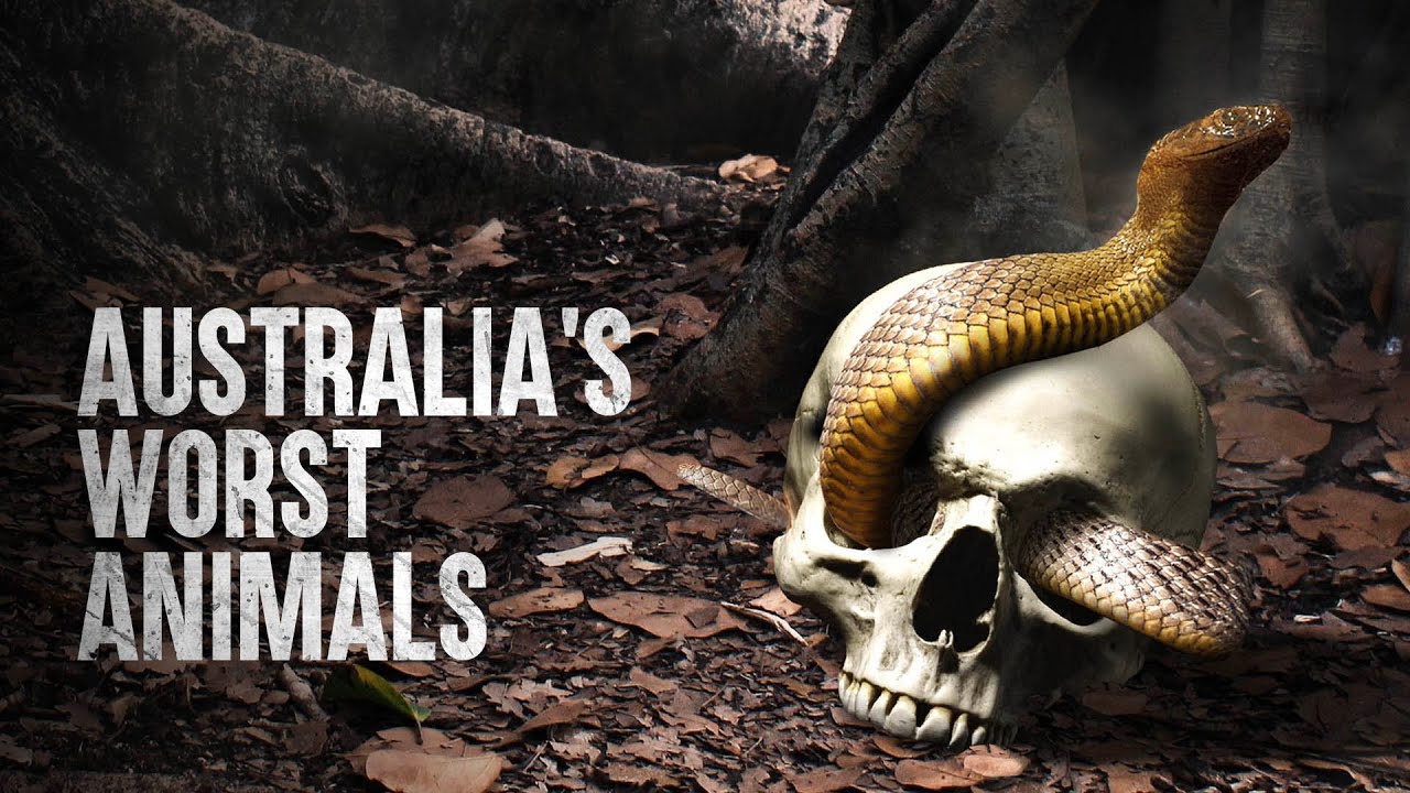 How to stay safe during encounters with Australia's deadliest animals