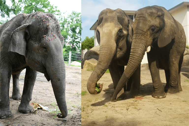 Topeka Zoo mourning loss of elderly elephant Cora