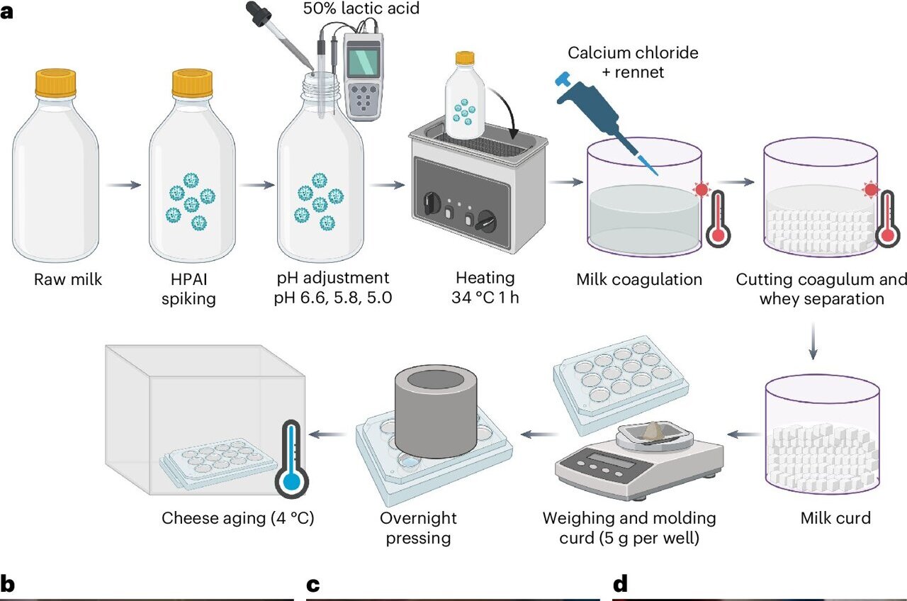 Bird flu persists in raw milk cheese, study demonstrates