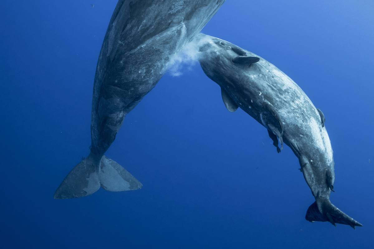 Two sperm whales embracing each other underwater (Representative Image Source: Getty Images | Mike Korostelev)